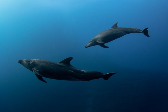 Ocean Safari in San Jose del Cabo - Leaving From the Marina: Boat Comfort and the Small-Group Advantage
