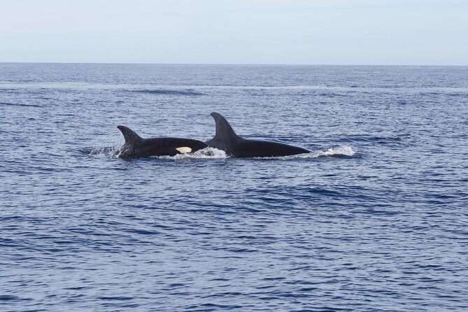 Ocean Safari in San Jose del Cabo - Lunch and Water: The Comfort Stuff That Keeps the Day Enjoyable
