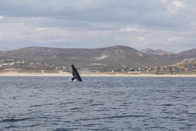 Ocean Safari in San Jose del Cabo - Price and Value: Is $200 Worth It?