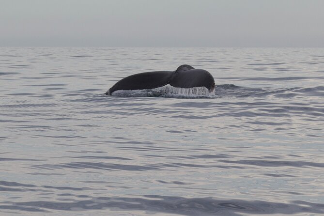 Ocean Safari in San Jose del Cabo - Who This Ocean Safari Is Best For