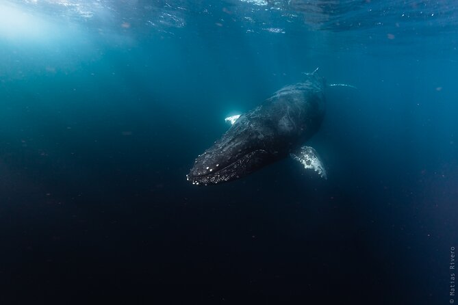 Ocean Safari in San Jose del Cabo - The Wildlife Search: How Your Guide Finds Action