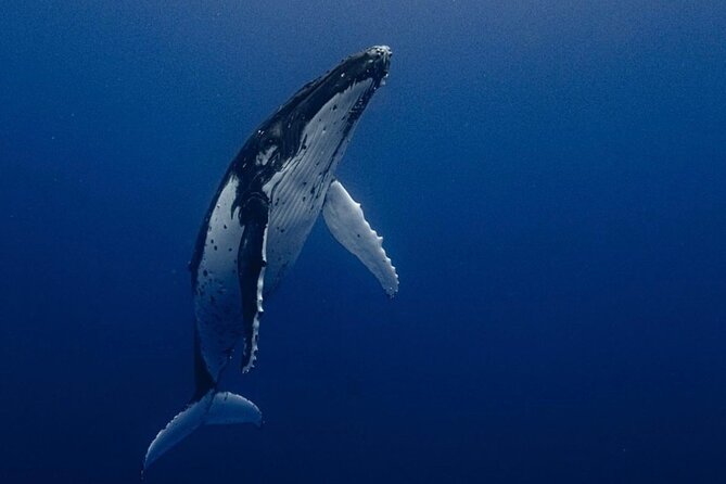 Ocean Safari Tour in Cabo San Lucas - Quick things to know before you go