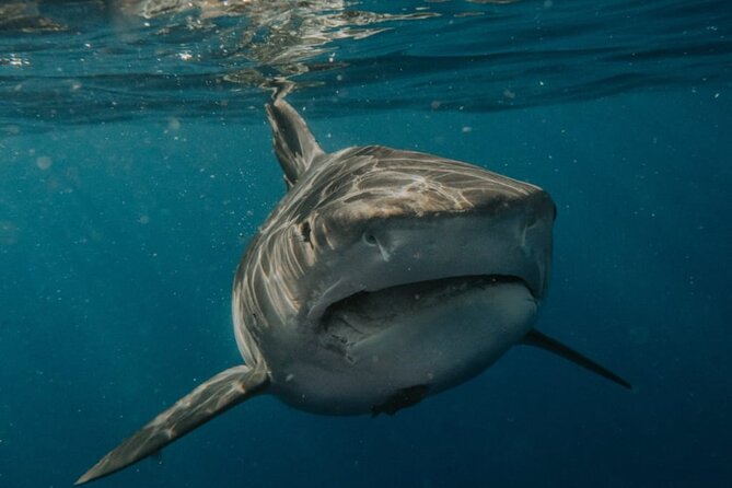 Ocean Safari Tour in Cabo San Lucas - When You Actually Get in: Snorkeling Gear, Safety, and Real Water Time
