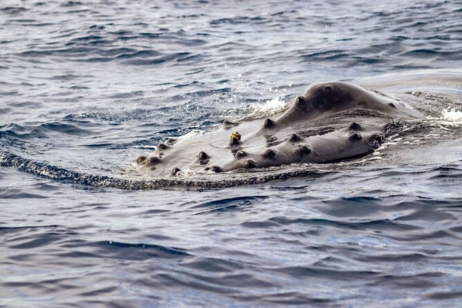 Ocean Safari Tour in Cabo San Lucas - Wildlife Highlights: What You Might See Off Cabo