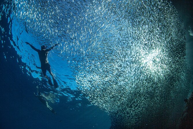 Ocean Safari Tour in Cabo San Lucas - Price and Value: Why $208.97 Can Make Sense