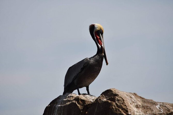 Ocean Safari Tour in Cabo San Lucas - Who This Trip Fits Best (and Who Should Skip It)