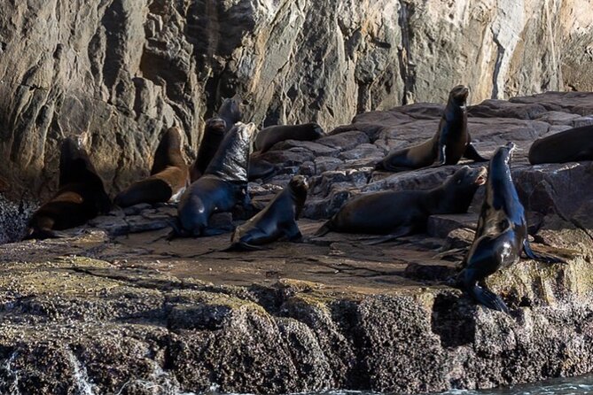 Ocean Safari Tour in Cabo San Lucas - Practical Tips for Getting the Best Day at Sea