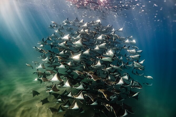 Open Ocean Safari and Whale Watching - Key takeaways before you go