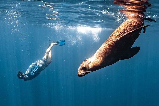 Open Ocean Safari and Whale Watching - Open-Ocean Safari in Cabo: What You’re Really Signing Up For