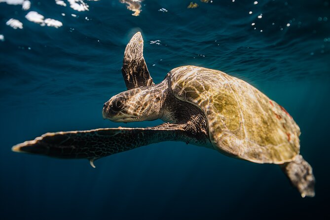 Open Ocean Safari and Whale Watching - Pelican Rock Stop 2: Where You’ll Expect Movement