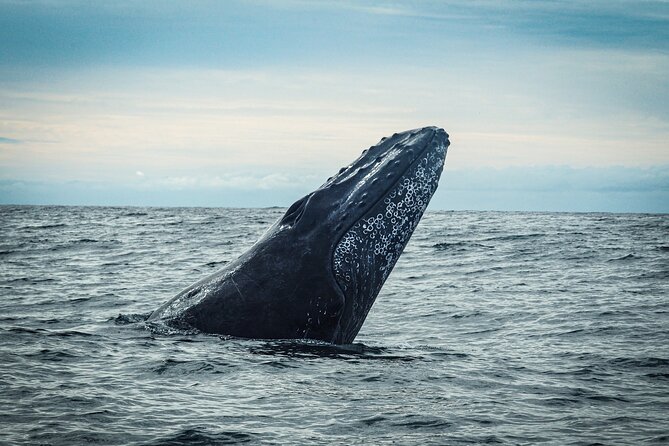 Open Ocean Safari and Whale Watching - Sea of Cortez Stop 3: The Real Wildlife Time