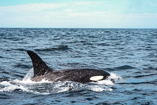 Open Ocean Safari and Whale Watching - Snorkeling Gear, Snacks, and the Photo/Video Bonus