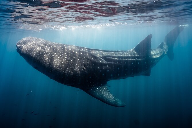 Open Ocean Safari and Whale Watching - Guide Approach and Animal Ethics: Why People Sound So Satisfied
