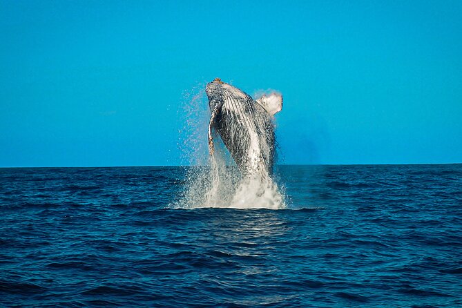 Open Ocean Safari and Whale Watching - Price and Value: What $215 Buys You (and What to Ask)