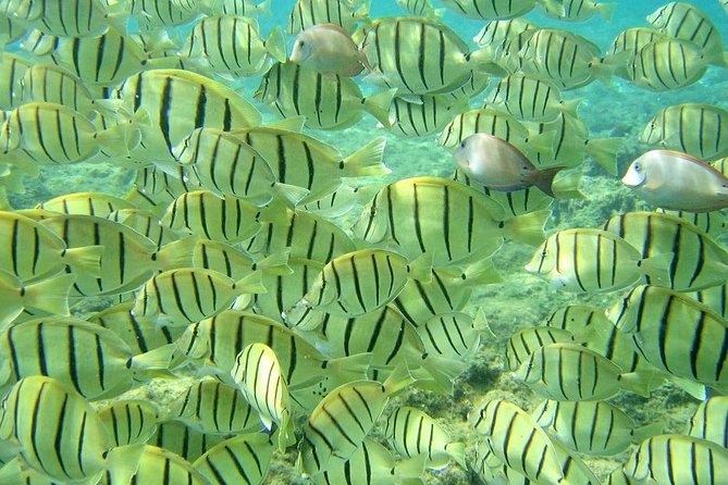 Pelican Rock Snorkeling and Sightseeing Adventure - Pelican Rock meeting point and the easy start in Centro
