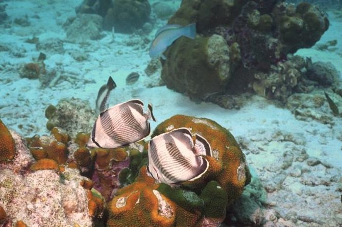 Pelican Rock Snorkeling and Sightseeing Adventure - Snorkeling at Pelican Rock: fish variety, depth, and strong-current reality