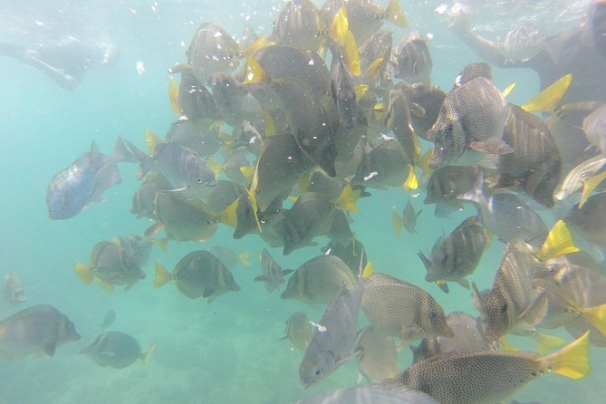Pelican Rock Snorkeling and Sightseeing Adventure - Beach time and milestone rock views before the sightseeing loop