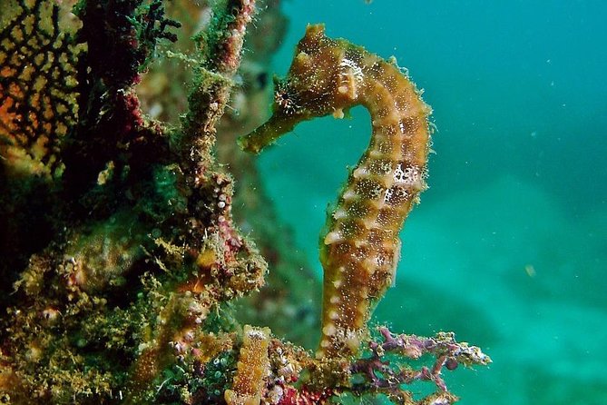 Pelican Rock Snorkeling and Sightseeing Adventure - Value for $57: what’s included, what’s extra, and what makes it worth it