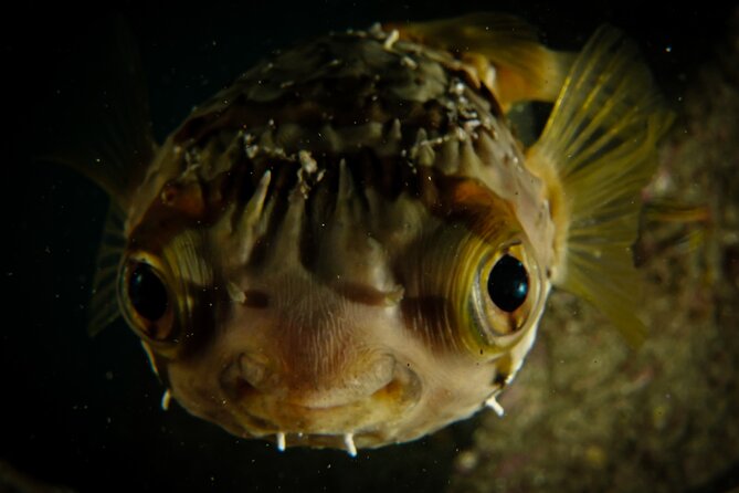 Private Beginner Scuba Diving Experience in Cabo San Lucas - Instructor coaching that keeps things relaxed (and safe)