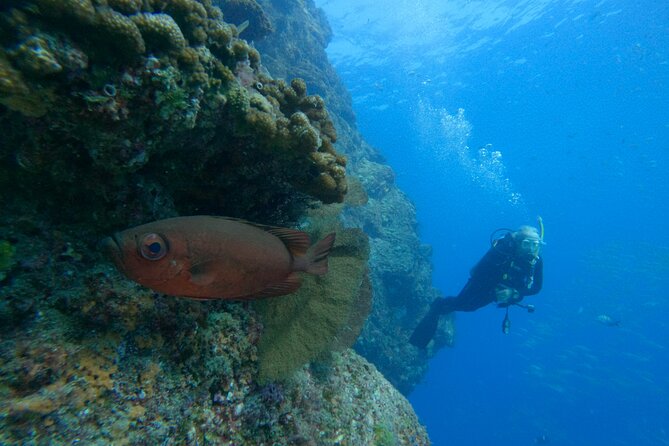 Private Beginner Scuba Diving Experience in Cabo San Lucas - What’s included at $175 per person (and where the money goes)
