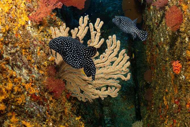 Private Beginner Scuba Diving Experience in Cabo San Lucas - Where the experience starts: meeting point, language, and practical comfort