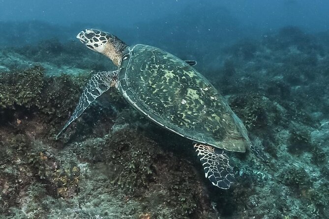 Private Beginner Scuba Diving Experience in Cabo San Lucas - The 12m/40ft limit: why that matters for beginners