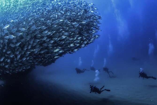 Private Dive Boat for Certified Divers - Cabo San Lucas - Key highlights to know before you go