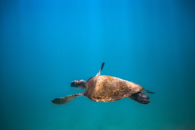 Private Dive Boat for Certified Divers - Cabo San Lucas - The Arch of Cabo San Lucas moment: surface viewing built in