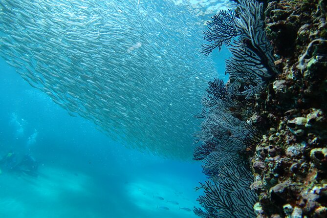 Private Dive Boat for Certified Divers - Cabo San Lucas - Price and value: what $545 really buys for up to 4