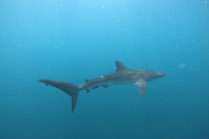 Private Dive Boat for Certified Divers - Cabo San Lucas - From 12:30 check-in to the first water time