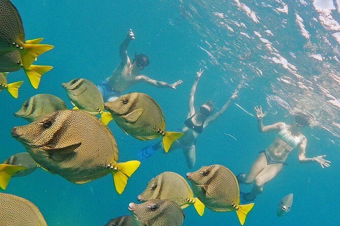Private Guided Snorkeling in Cabo San Lucas - Key points to know before you go