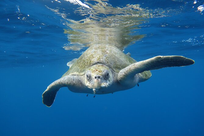 Private Guided Snorkeling in Cabo San Lucas - Meeting point: where your 1:30 pm starts in Marina Cabo