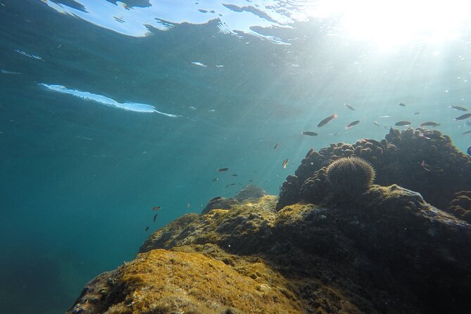 Private Guided Snorkeling in Cabo San Lucas - What the price really buys: $575 per group up to 6