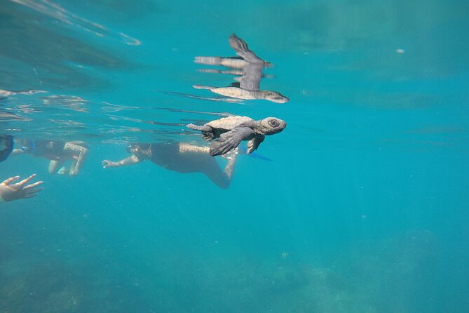 Private Guided Snorkeling in Cabo San Lucas - Who this tour fits best (and who might want something else)