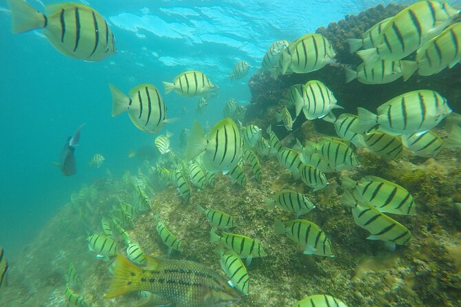 Private Guided Snorkeling in Cabo San Lucas - Weather and timing: the one practical constraint