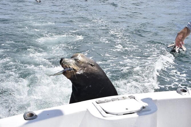 Private Half-day Deep Sea Fishing Charter in Cabo San Lucas - What to Bring: Cash, Bait, and No-Drama Comfort