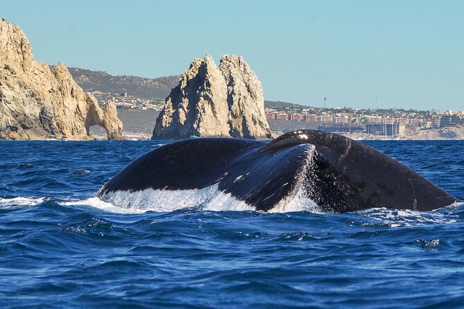 Private Humpback Whale Watching in Cabo San Lucas - Key points before you go