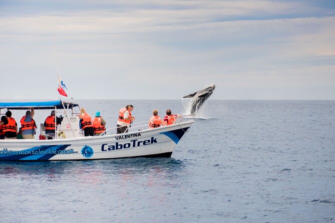 Private Humpback Whale Watching in Cabo San Lucas - Meeting at CaboTrek and what to plan for