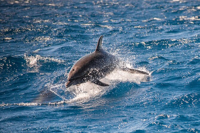 Private Humpback Whale Watching in Cabo San Lucas - Stops for photos and how the ride feels in real life