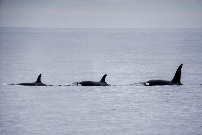 Private Humpback Whale Watching in Cabo San Lucas - What’s included, what’s not, and how to avoid surprises