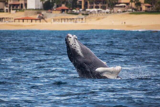 Private Humpback Whale Watching in Cabo San Lucas - Weather and day-of reality in Cabo