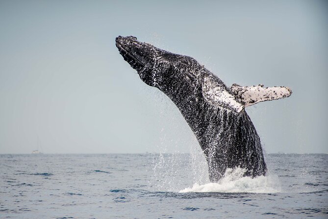 Private Humpback Whale Watching in Cabo San Lucas - Price and value: what $699 per group really buys you