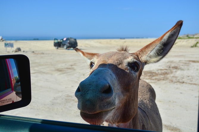 Private Jeep Tour Cabo Pulmo - Private Jeep To Cabo Pulmo: What This Day Feels Like