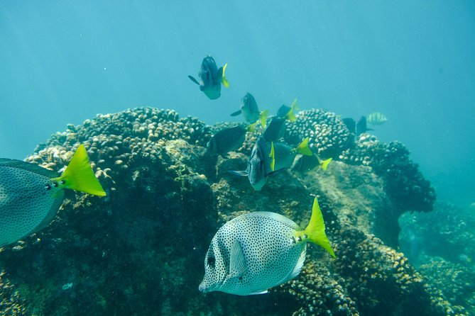 Private Los Cabos snorkeling tour to Chileno bay and Santa Maria cove - Why Chileno Bay and Santa María are a smart private-snorkel match