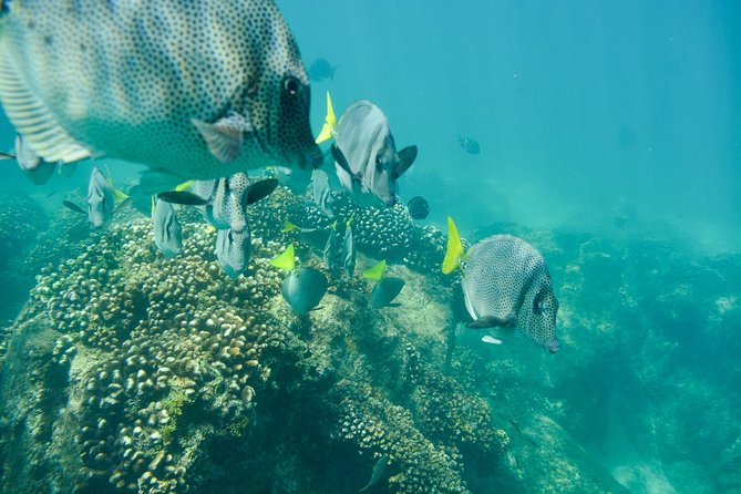 Private Los Cabos snorkeling tour to Chileno bay and Santa Maria cove - No boats, beach start, and what that means for comfort