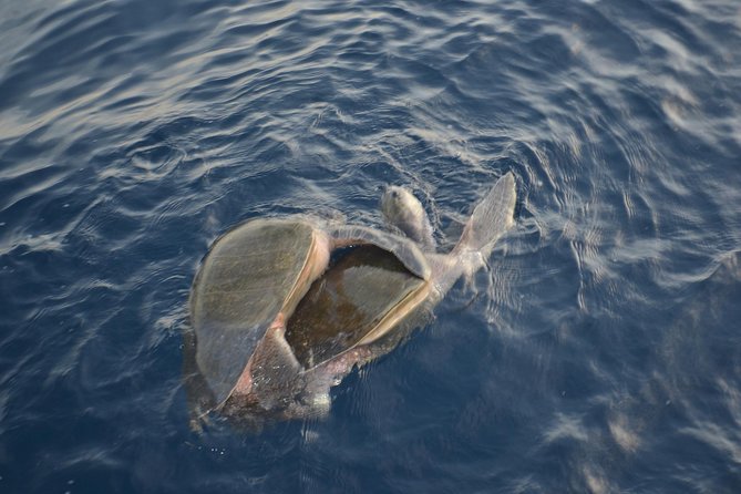 Private Snorkel Cruise in Cabo San Lucas - Snorkeling Gear: Included, but Know What That Means