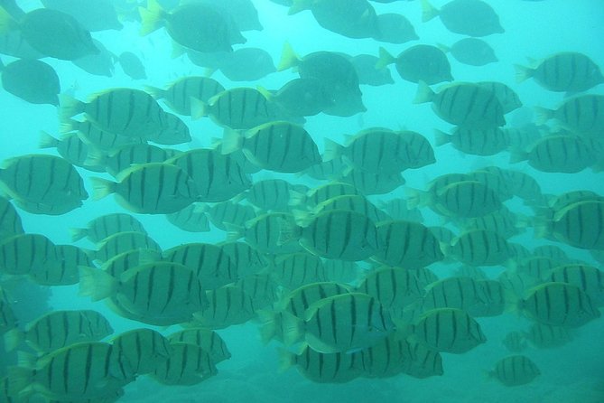 Private Snorkel Cruise in Cabo San Lucas - Wildlife and Surprise Moments: Sea Lions and Maybe More