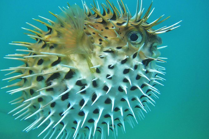 Private Snorkel Cruise in Cabo San Lucas - Where the Cruise Starts (and Why It’s Convenient)
