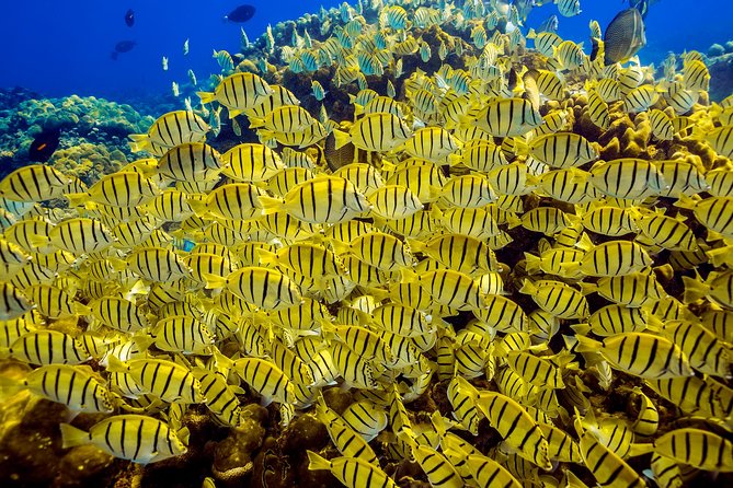 Private Snorkeling Tour in Cabo San Lucas - Who should book this private snorkeling tour in Cabo