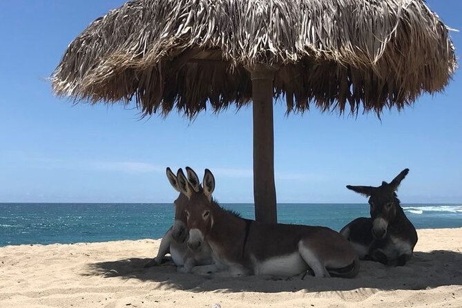 Private Surf Lesson in Baja, East Cape - Pickup and the East Cape road trip that sets the tone
